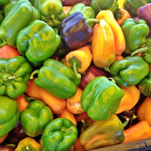 Gourmet Rainbow, Sweet Bell Pepper Mix, Heirloom Seeds, Vegetable Seeds Open Pollinated Non-GMO