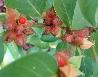 Ashwagandha,  Herb,  Heirloom Garden Seeds  Culinary & Medicinal Herbs  Indian Ginseng NonGMO