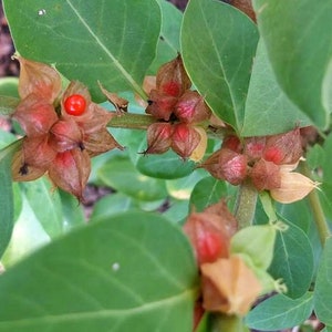 Ashwagandha,  Herb,  Heirloom Seeds,  Culinary & Medicinal Herbs  Indian Ginseng NonGMO