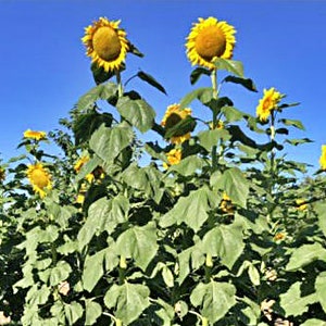 Mongolian Giant, Sunflower, Heirloom Seeds, Open Pollinated Container Gardening Vegetable Seeds Garden Seeds
