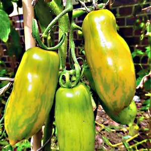 Green Sausage, Tomato, Heirloom Seeds, Grown to Organic Standards Open Pollinated Non-GMO