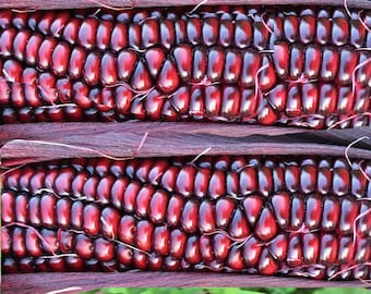 Double Red,  Sweet Corn,  Heirloom Garden Seeds   Garden Vegetable   Gardening Non-GMO