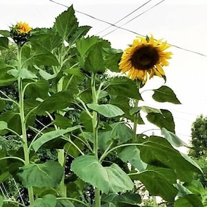 Mammoth Grey Stripe, Sunflower, Heirloom Seeds, Open Pollinated Vegetable Seeds Garden Seeds Non-GMO