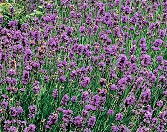 Lavender  Munstead (English Lavender),  Culinary & Medicinal  Herbs,  Heirloom Garden Seeds      - Mosquito Repellent  NonGMO