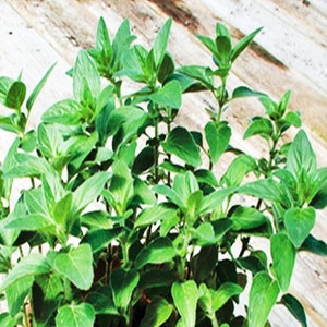 Stevia,  Sweet-leaf Herb,   Heirloom Garden Seeds  Open Pollinated  Container Gardening  Vegetable Seeds  Garden Seeds  Non-GMO