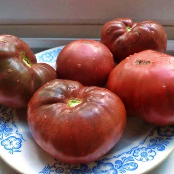 Semillas de tomate heirloom de Black Brandywine: hoja de patata, polinización abierta