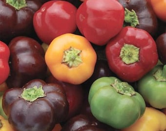 Mini Bell Mix, Sweet Pepper Seeds: Heirloom, Bite-Sized, Colorful Non-GMO