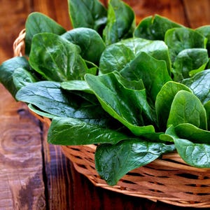 Winter Giant, Spinach Seeds: Heirloom, Non-GMO, Open Pollinated