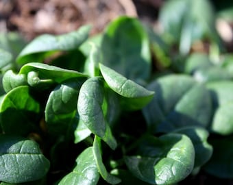 Winter Giant,  Spinach,  100+ Heirloom Garden Seeds  Garden Microgreens Open Pollinated Container Gardening Non-GMO