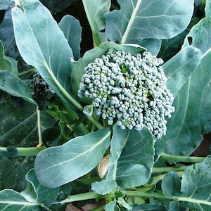 Waltham 29,  Broccoli,   Heirloom Seeds,  Open Pollinated Vegetable Seeds Gardening Non-GMO