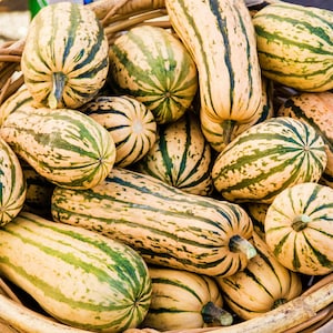 Bush Delicata, Winter Squash,    Heirloom Garden Seeds  Naturally Grown   Open Pollinated Gardening   Non-GMO