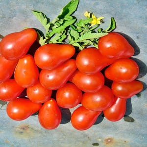 Red Pear,  Tomato,  Heirloom Seeds, Grown to Organic Standards Open Pollinated Gardening Non-GMO