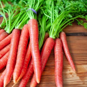 Brilliance, Carrot, Heirloom Seeds, Open Pollinated Container Gardening Vegetable Garden Non-GMO