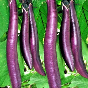 Eggplant,  Ping tung Long,   Heirloom Garden Seeds  Open Pollinated   Vegetable Seeds   Non-GMO