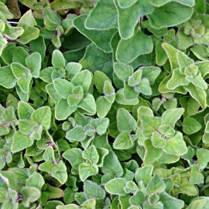 Greek Oregano Seeds: Bushy, Pungent Flavor, Easy Growing
