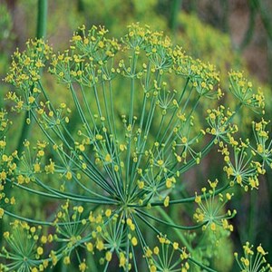 Bouquet Dill Seeds: Fragrant Herb Open Pollinated image 1
