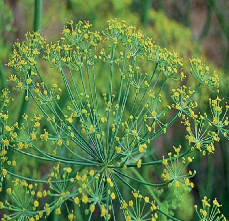 Bouquet Dill Seeds: Fragrant Herb Open Pollinated image 1