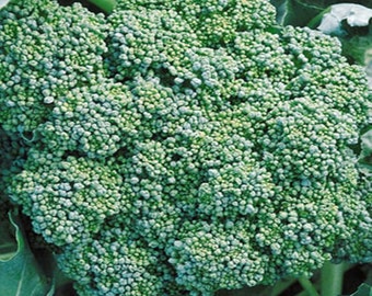 Broccoli,  Green Calabrese,   Heirloom Garden Seeds  Green Sprouting   Open Pollinated   Vegetable Gardening   Non-GMO
