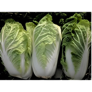 Matsushima,  Japanese Napa Cabbage,   Heirloom Seeds,  Open Pollinated   Container Gardening   Vegetable Garden Seeds   Non-GMO