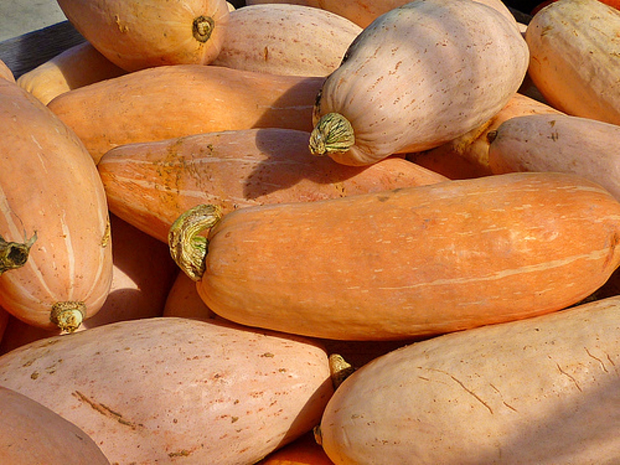 Pink Banana Squash Organic 4 inch Pot Heirloom Craft Supplies Tools pink-banana-squash-organic-4-inch-pot-heirloom-craft-supplies-tools