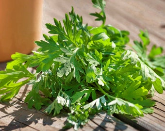 Wormwood Herb  Heirloom Garden Seeds    Culinary Artemisia absinthium Open Pollinated  NonGMO