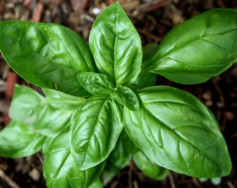 Genovese,  Basil,  Heirloom Garden Seeds   Italian Gourmet  Naturally Grown Open Pollinated Gardening   Non-GMO