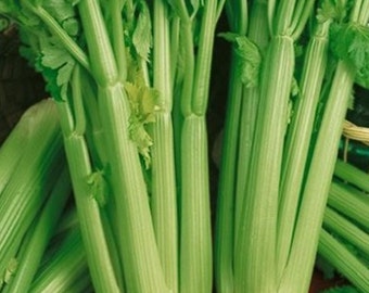 Celery  Tall Utah 52    Heirloom Garden Seeds  Open Pollinated Container Gardening Non-GMO