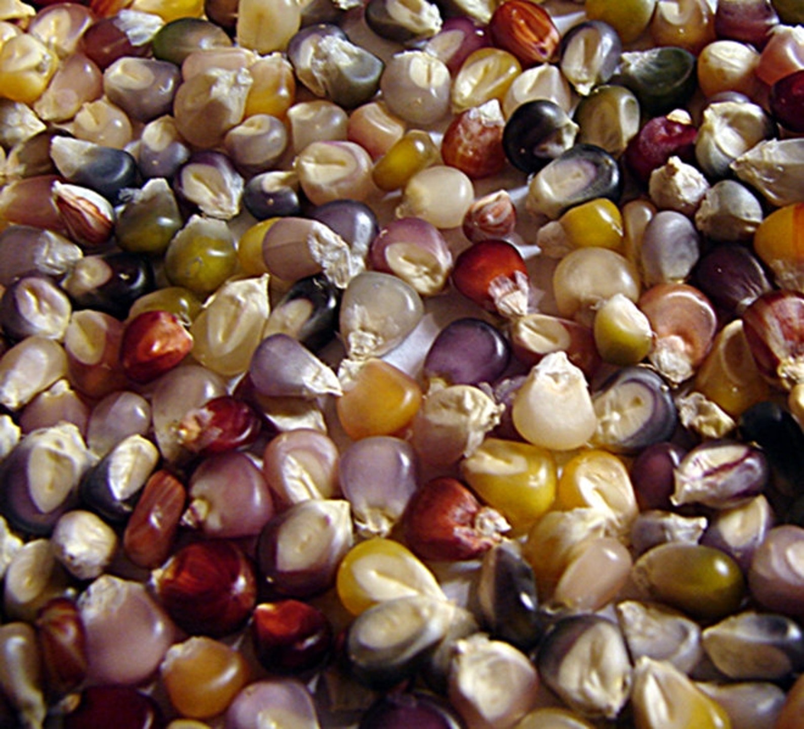 Glass Gem Corn Cherokee Heirloom Corn Seeds NonGMO Rare Seeds Etsy