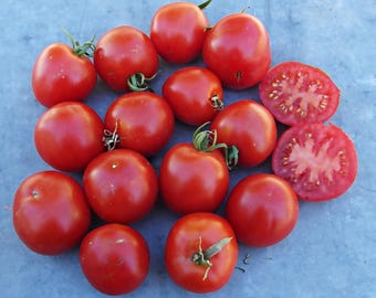 Early Annie,  Tomato,  Heirloom Garden Seeds   Rare  Grown to Organic Standards  Open Pollinated  Gardening  Non-GMO