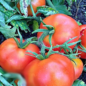 Bush Beefsteak, Tomato,  Heirloom Seeds, Open Pollinated Container Gardening Vegetable Seeds Gardening Non-GMO