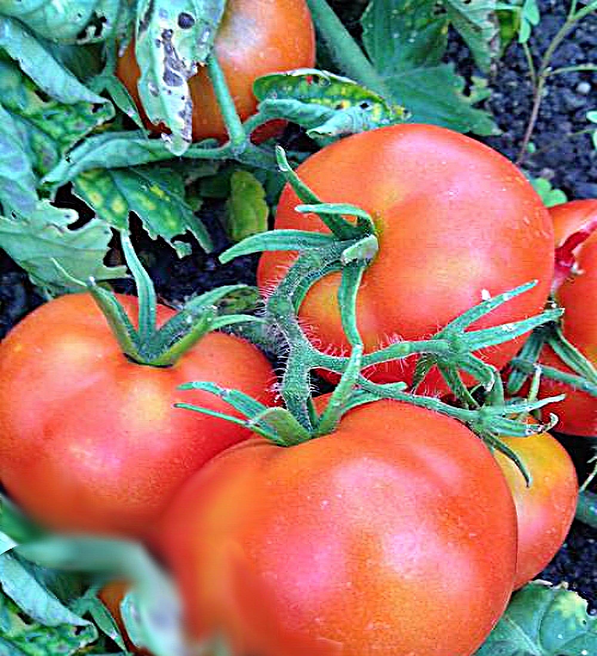 Bush Beefsteak, Tomato,  Heirloom Seeds, Open Pollinated Container Gardening Vegetable Seeds Gardening Non-GMO
