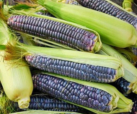 50 graines Légumes-Maïs-Earlibird