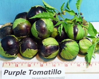 Purple, Tomatillo, 60+ Heirloom Garden Seeds   Open Pollinated   Vegetable Seeds Gardening   Non-GMO