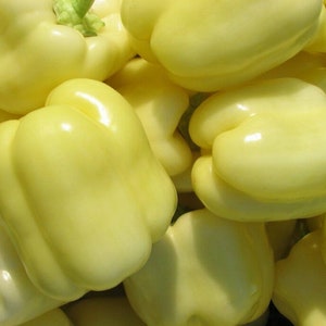 White Cloud,  Sweet Bell Pepper,  Heirloom Seeds,  Open Pollinated   Vegetable Seeds   Non-GMO