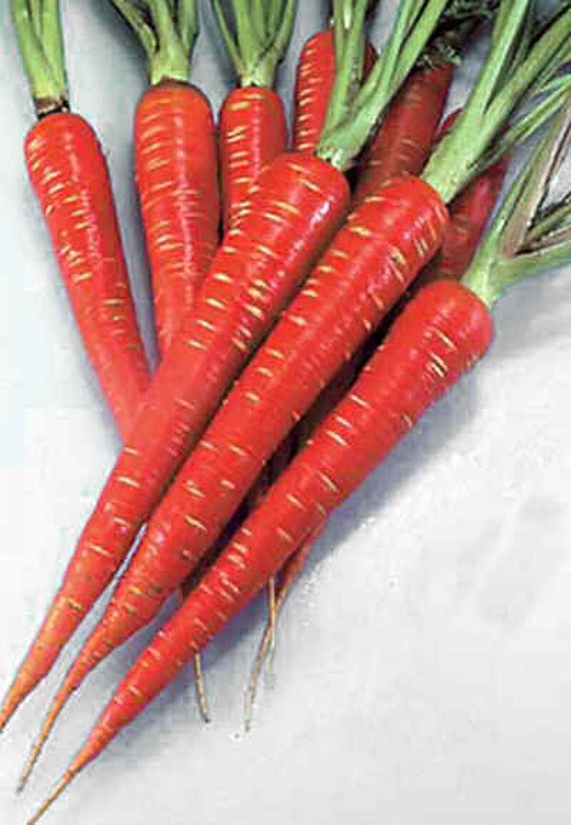 Atomic Red Carrot Heirloom Garden Seeds Non Gmo Healthful High Etsy