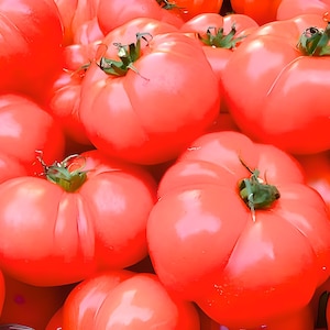 Hamson DX 52 Tomato Seeds: Heirloom, Open Pollinated