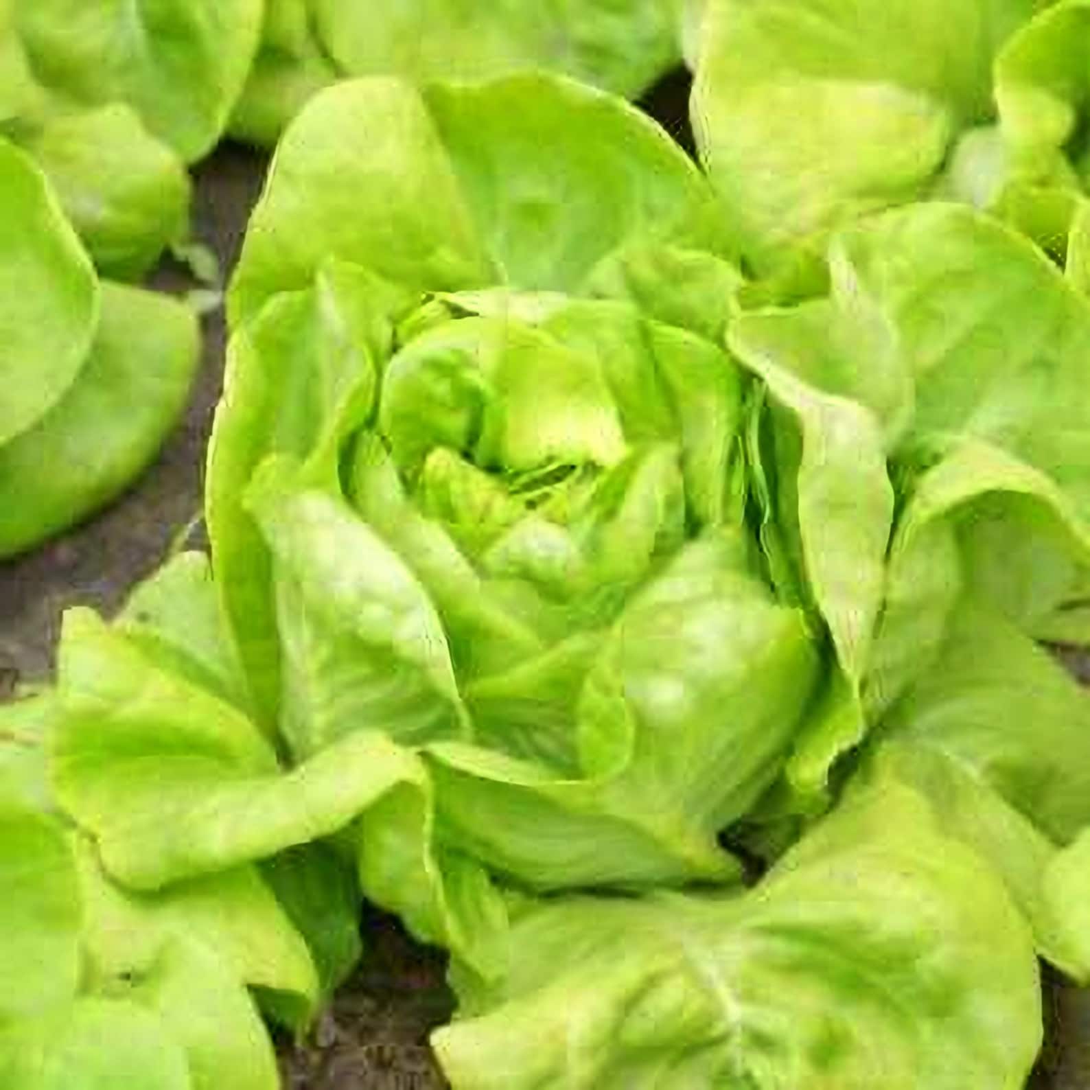 White Boston Butterhead Lettuce Seeds / Heirloom Seed Open Etsy