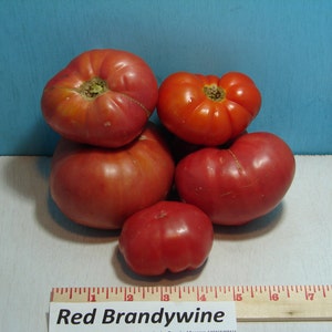 Red Brandywine, Tomato, Heirloom Seeds, Grown to Organic Standards Open Pollinated Gardening Non-GMO