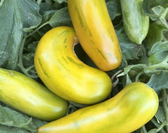 Green Sleeves,  Tomato,  Heirloom Garden Seeds  Grown to Organic Standards Open Pollinated Gardening Non-GMO