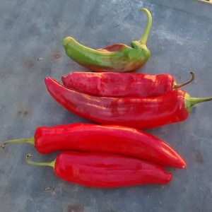 Anaheim, Hot Pepper, Heirloom Seeds, Open Pollinated Popular Hot Pepper Used in Salsas Gardening Non-GMO