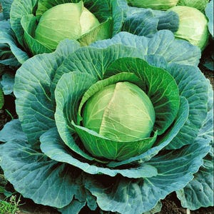 Heirloom Early Dutch Cabbage Seeds: Slow to Bolt, Compact Plants