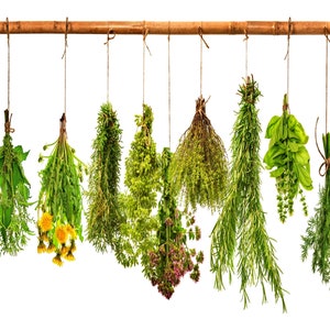 Heirloom Culinary Herb, Seed Collection, Heirloom Seeds, Open Pollinated Garden Container Gardening Vegetable Garden Seeds Non-GMO