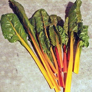 Fantasia Orange,   Swiss Chard,   Heirloom Seeds,  Open Pollinated Gardening Non-GMO
