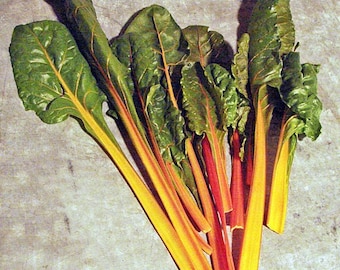 Fantasia Orange, Swiss Chard Seeds: Heirloom Open Pollinated Gardening Non-GMO