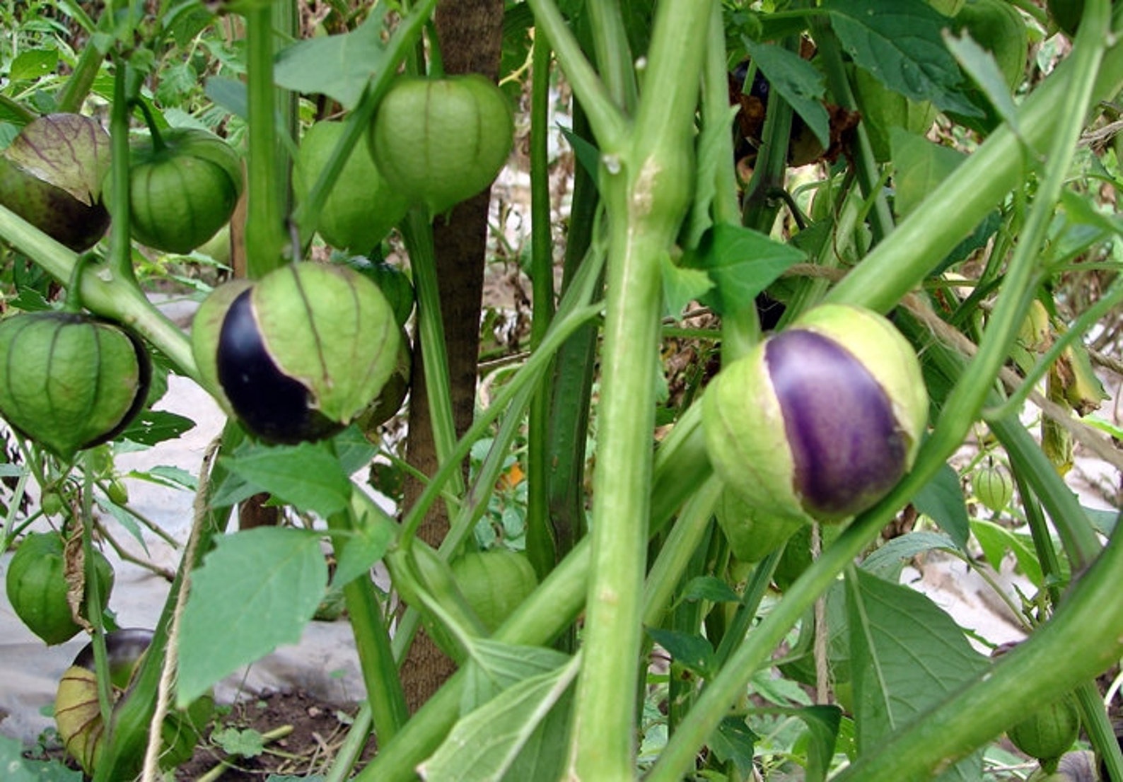 Purple Tomatillo Seeds / Heirloom Open Pollinated Vegetable Etsy
