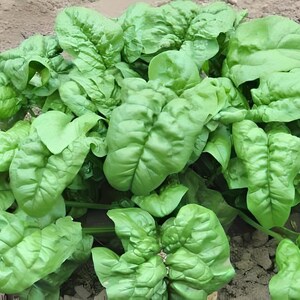 Giant Noble Spinach Seeds: Heirloom, Non-GMO