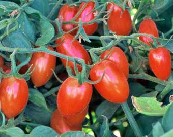 Baby Roma,  Tomato,  Heirloom Garden Seeds  Grown to Organic Standards   Open Pollinated   Non-GMO