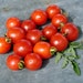 see more listings in the Tomatoes,Tomatillos section