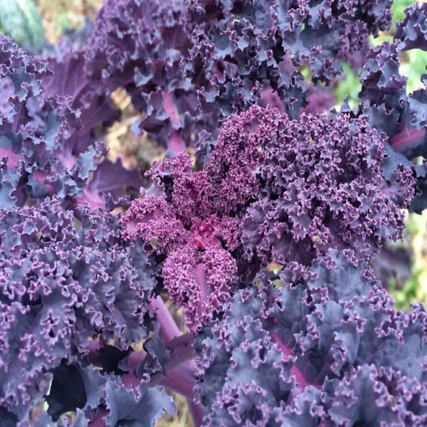 Scarlet Kale   Heirloom Garden Seeds    Open Pollinated Gardening Vegetable Seeds Gardening Non-GMO