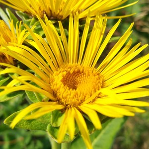 Elecampane (Elf wort),   Culinary & Medicinal  Herb,  Heirloom Seeds,   Open Pollinated   Container Gardening   Non-GMO